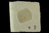 Mississippian Fossil Sea Squirt (Tunicate) - Montana #130251-1